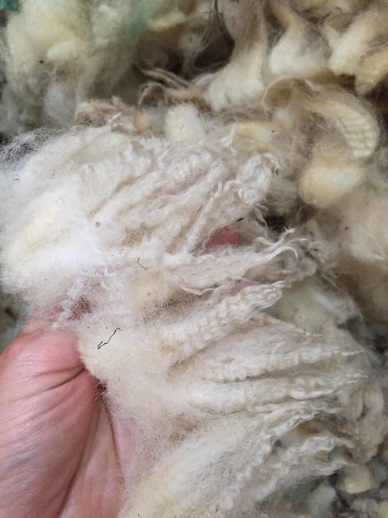 Poll Dorset lambs wool