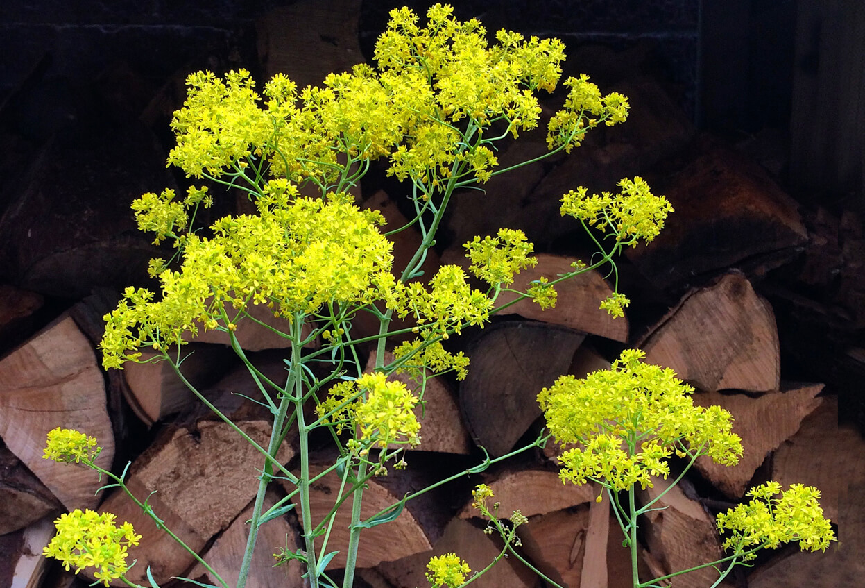 Woad dye plants